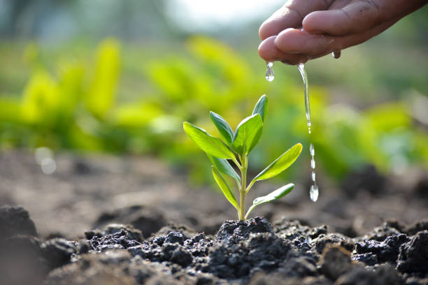 Tree Plantation