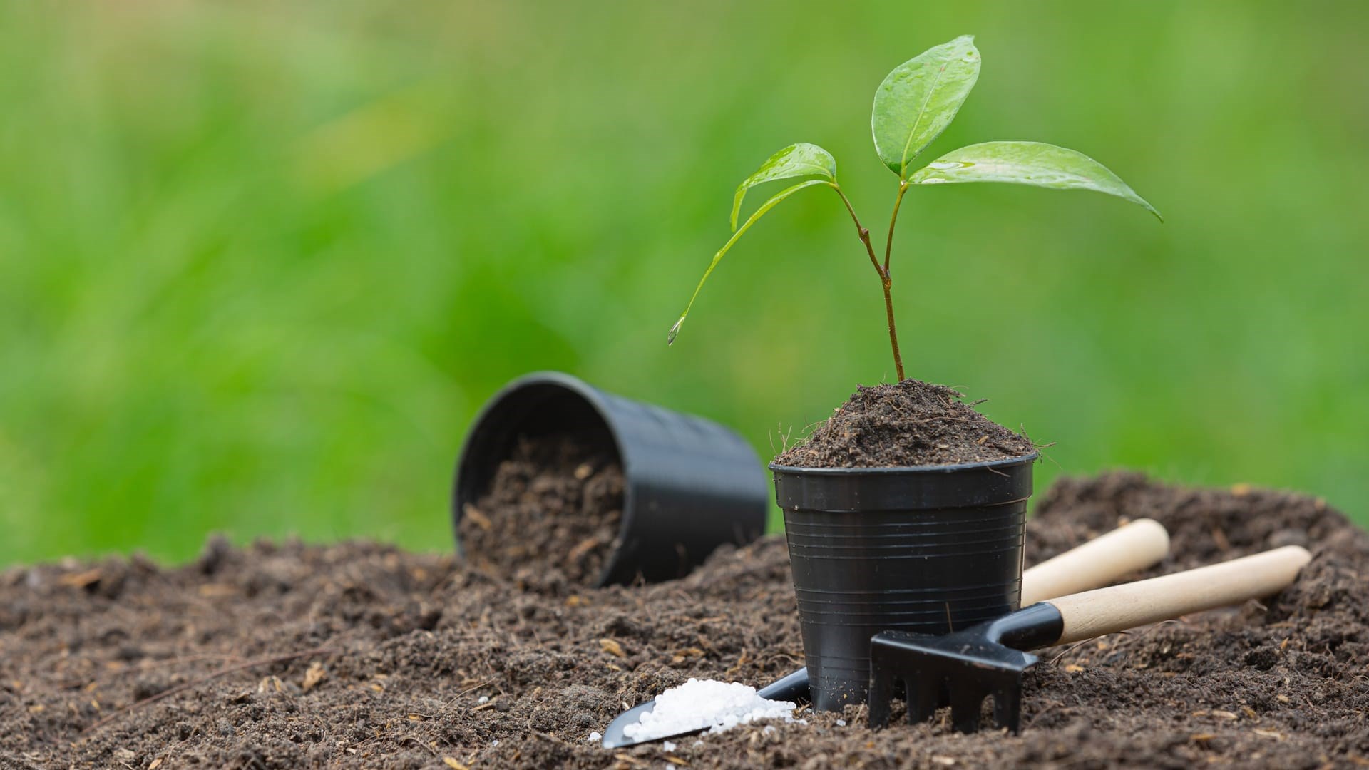 Tree Plantation