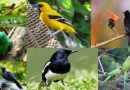 Birds of Bangladesh